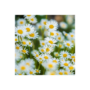 Gänseblümchen